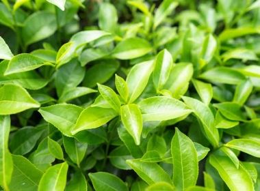 Trà xanh với sức khỏe